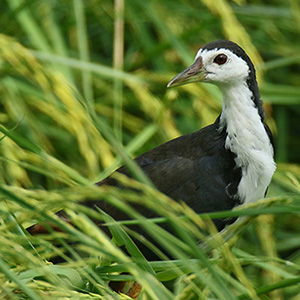 White-breasted Waterhen